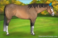 Horse Color:White Spotted Buckskin Splash Rabicano