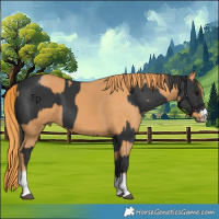 Horse Color:Black  and Chestnut 