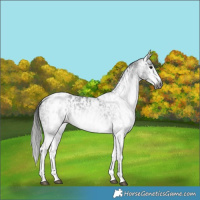 Horse Color:Gray White Spotted Black  and Gray White Spotted Black Near Leopard 