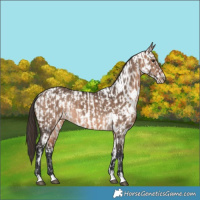 Horse Color:Bay Dun  and Bay Dun Appaloosa 