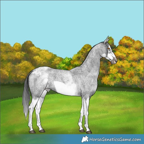 Horse Color:White Spotted Blue Roan Splash Frame Skewed Appaloosa 