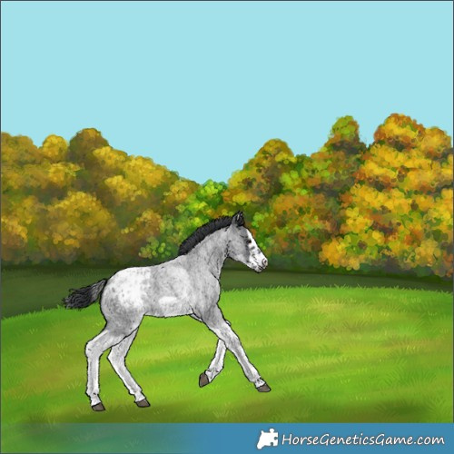 Horse Color:White Spotted Blue Roan Splash Frame Appaloosa 