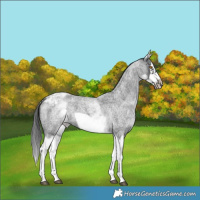 Horse Color:White Spotted Blue Roan Splash Frame Skewed Appaloosa