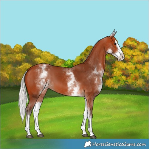 Horse Color:White Spotted Silver Bay Splash 