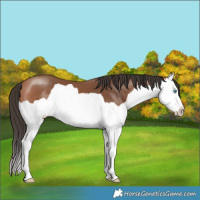 Horse Color:Bay Splash 