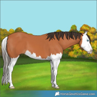 Horse Color:Bay Splash