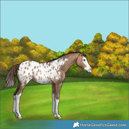 Horse Color:Bay Dun Splash Appaloosa 