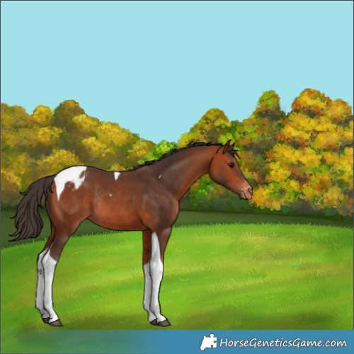 Horse Color:Bay Tobiano Appaloosa Rabicano 