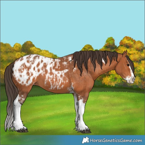Horse Color:Bay Splash Tobiano Appaloosa and Bay Splash Tobiano Appaloosa