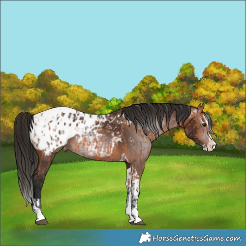 Horse Color:Bay Splash Tobiano Appaloosa  and Gray Bay Splash Tobiano Appaloosa 