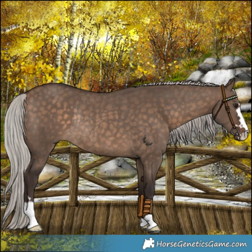 Horse Color:Silver Brown Dun Rabicano 