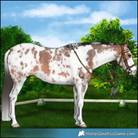 Horse Color:White Spotted Bay Sabino Blanket