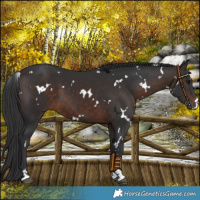 Horse Color:White Spotted Brown 