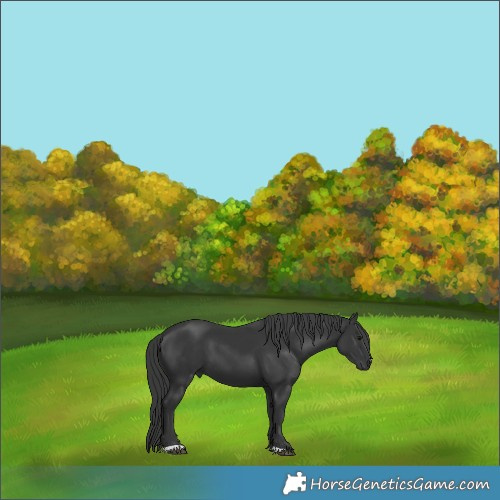 Horse Color:Black 