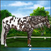 Horse Color:Silver Brown Blanket 