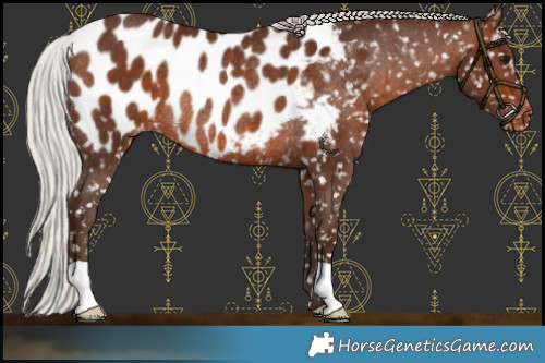 Horse Color:Silver Brown Appaloosa Rabicano 