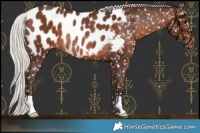 Horse Color:Silver Brown Blanket Rabicano