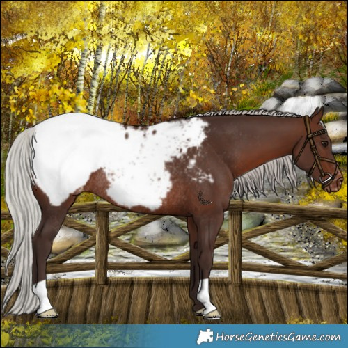 Horse Color:Silver Brown Appaloosa Rabicano 