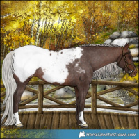 Horse Color:Silver Brown Snowcap Rabicano