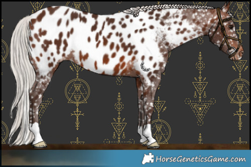 Horse Color:Silver Brown Appaloosa