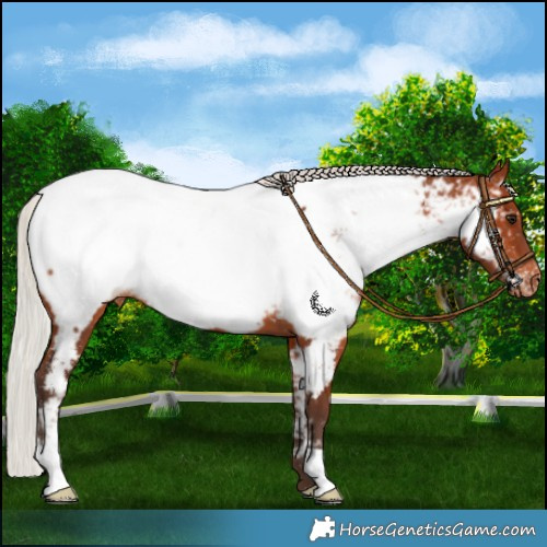 Horse Color:Silver Brown Near Fewspot Rabicano 