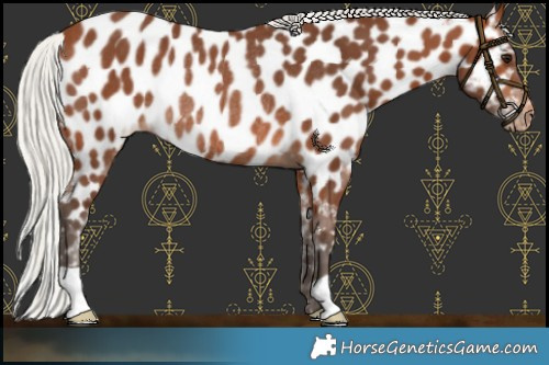Horse Color:Silver Brown Appaloosa Rabicano 