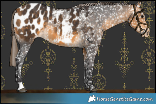 Horse Color:Buckskin Appaloosa Rabicano 