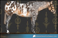 Horse Color:Buckskin Appaloosa Rabicano 