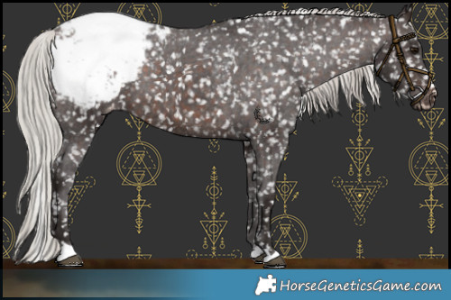 Horse Color:Silver Brown Appaloosa 