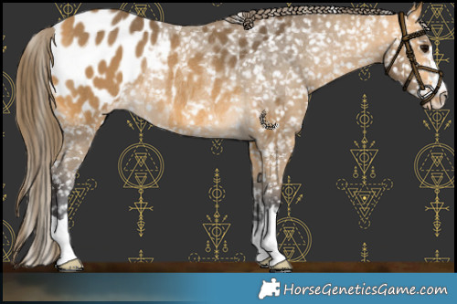Horse Color:Buckskin Appaloosa Rabicano