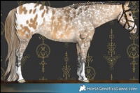Horse Color:Buckskin Blanket Rabicano 