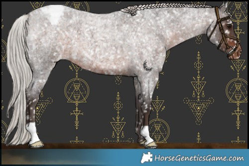Horse Color:Silver Brown Roan Appaloosa 