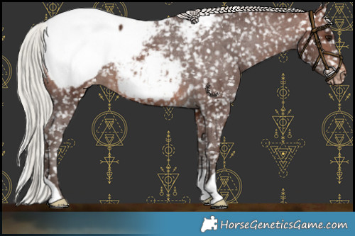 Horse Color:Silver Brown Appaloosa 