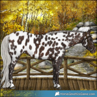 Horse Color:Silver Brown Near Leopard 