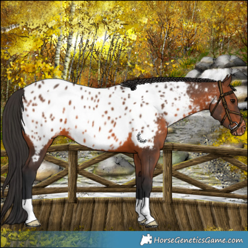 Horse Color:Brown Near Leopard 