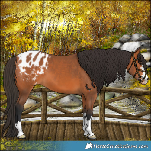 Horse Color:Bay Appaloosa 
