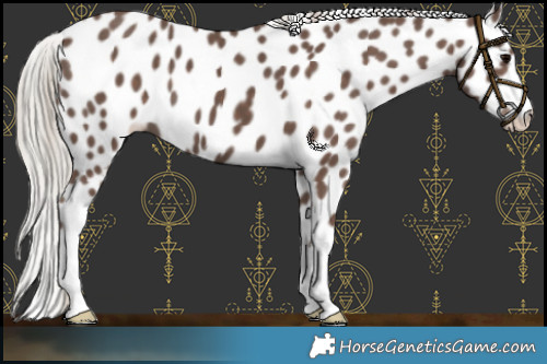 Horse Color:Silver Black Appaloosa