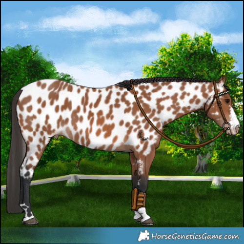 Horse Color:Bay Near Leopard 