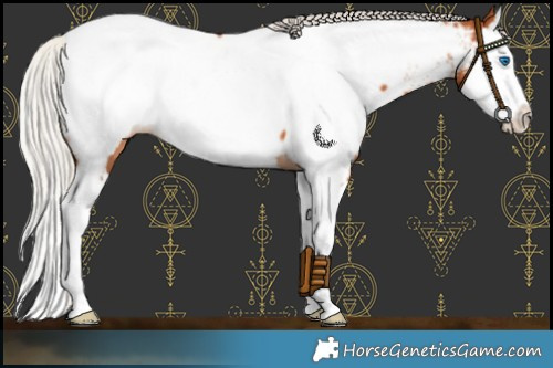 Horse Color:Silver Bay Splash Appaloosa 