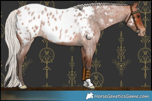 Horse Color:Silver Bay Roan Blanket 