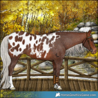 Horse Color:Silver Bay Blanket 