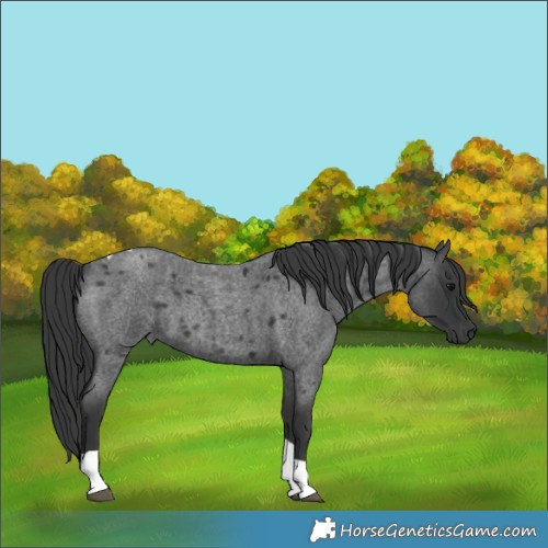 Horse Color:Unknown 