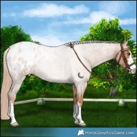 Horse Color:Red Roan Blanket 