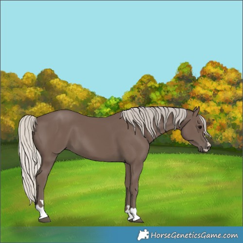 Horse Color:Unknown 