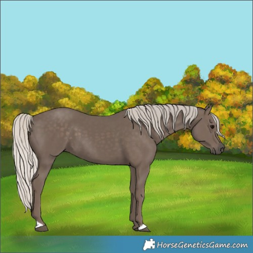 Horse Color:Silver Black 