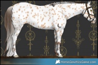 Horse Color:Amber Champagne Leopard 