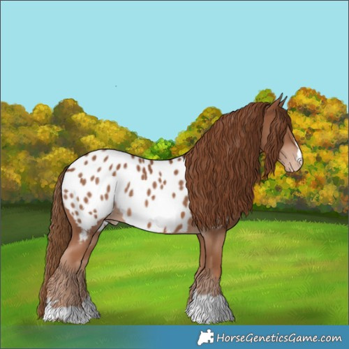 Horse Color:Chestnut Appaloosa 