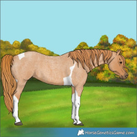 Horse Color:Red Roan Tobiano 