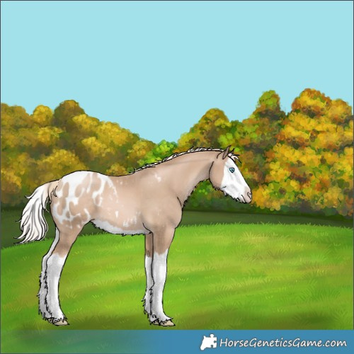 Horse Color:Chocolate Palomino Pearl Splash Appaloosa