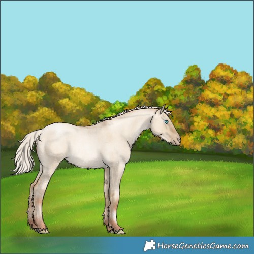 Horse Color:Gray Silver Sable Cream Champagne Roan Pearl Dun Rabicano 